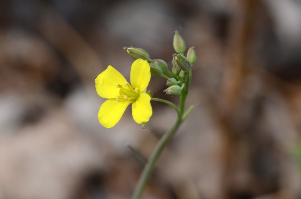 Oihana Aranaren poema: «DIPLOTAXIS TENUIFOLIA»